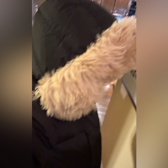 Brand New- Coach Black Puffer. Head nestles inside the fur hood for Cold Weather - Picture 2 of 6